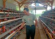 Bisnis Ayam Petelur Menjanjikan Milik SERMA Aguswanto