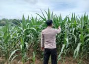 Kanit Bimas Polsek BP Peliung Lakukan Kontrol Perkembangan Tanaman Jagung di Desa Bandar Jaya