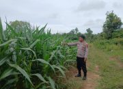 Kanit Bimas Polsek BP Peliung Lakukan Kontrol Perkembangan Tanaman Jagung di Desa Bantan