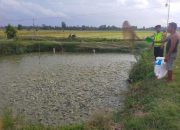 Bhabinkamtibmas Polsek Belitang II Dukung Ketahanan Pangan Melalui Pengecekan Kolam Ikan Warga