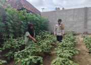 Bhabinkamtibmas Polsek Belitang II Dukung Ketahanan Pangan Nasional dengan Pengecekan Program Perkebunan Terong