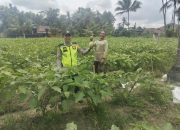 Bhabinkamtibmas Polsek Belitang II Lakukan Pengecekan Lahan Pekarangan di Desa Suka Jaya