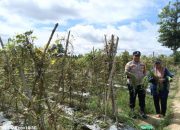 Polsek Belitang II Dukung Program Ketahanan Pangan dengan Pengecekan Lahan Pekarangan