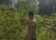 Bhabinkamtibmas Polsek Semendawai Suku III Lakukan Pengecekan Tanaman Singkong di Desa Margodadi