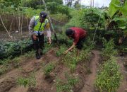 Polsek Semendawai Suku III Lakukan Pengecekan Ketahanan Pangan Cabai