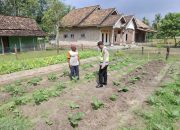 Polsek Belitang II Dukung Program Ketahanan Pangan dengan Pengecekan Lahan Pekarangan