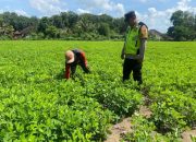 Aipda I Putu Superdianto Laksanakan Pengecekan Lahan Ketahanan Pangan di Desa Darmabuana