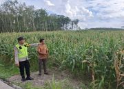 Bhabinkamtibmas Polsek Belitang II Laksanakan Pengecekan Lahan Pekarangan untuk Mendukung Program Ketahanan Pangan