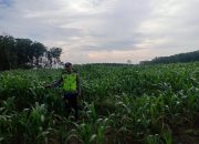 Pengecekan Lahan Ketahanan Pangan di Desa Purworejo