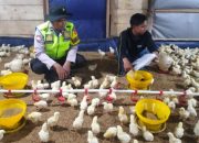 Aipda Agus Riyanto Cek Peternakan Ayam