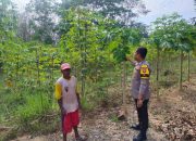 Pengecekan Tanaman Pepaya dalam Rangka Mendukung Program Ketahanan Pangan