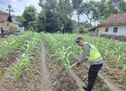 Polsek Belitang II Dukung Program Ketahanan Pangan dengan Pengecekan Lahan Pekarangan