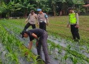Pengecekan Lahan Ketahanan Pangan di Desa Sumber Jaya