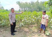 Anggota Polsek Belitang II Lakukan Pengecekan Lahan Pekarangan dalam Rangka Mendukung Program Ketahanan Pangan