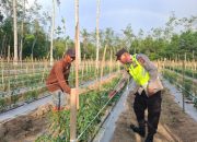 Anggota Polsek Belitang II Laksanakan Pengecekan Lahan Pekarangan dalam Rangka Mendukung Program Ketahanan Pangan