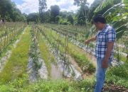 Pengecekan Tanaman Cabai di Desa Nirwana, Polsek Semendawai Suku III Dukung Ketahanan Pangan