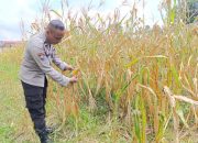Kanit Binmas Polsek Belitang II Dukung Ketahanan Pangan dengan Pengecekan Lahan Pekarangan