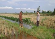 Polsek Belitang II Dukung Ketahanan Pangan dengan Pengecekan Lahan Sawah Tumpang Sari