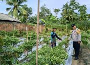 Pengecekan Lahan Ketahanan Pangan di Desa Ulak Buntar