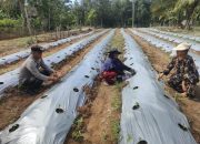 Pengecekan Lahan dan Tanaman Ketahanan Pangan di Desa Sumber Harapan