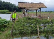 Anggota Polsek Belitang II Lakukan Pengecekan Lahan Pekarangan untuk Mendukung Program Ketahanan Pangan