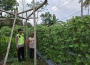 Bhabinkamtibmas Polsek Belitang II Laksanakan Pengecekan Lahan Pekarangan Mendukung Ketahanan Pangan