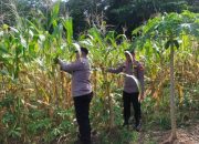 Pengecekan Lahan Jagung oleh Kapolsek Semendawai Suku III