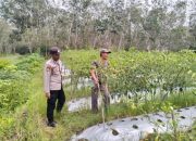 Polsek Semendawai Suku III Dukung Program Ketahanan Pangan dengan Pengecekan Tanaman Cabai