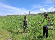 Bhabinkamtibmas Polsek Belitang II Laksanakan Giat Ketahanan Pangan