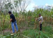 Kanit Binmas Polsek Belitang II Cek Panen Jagung
