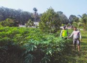 Polsek Belitang II Dukung Ketahanan Pangan dengan Kunjungan ke Lahan Pertanian Ubi Kayu