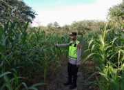 Bhabinkamtibmas Polsek Belitang II Laksanakan Pengecekan Lahan dan Tanaman Ketahanan Pangan