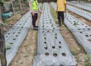 Personil Polsek Belitang II Laksanakan Giat Ketahanan Pangan