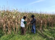 Kanit Intelkam Polsek Belitang II Cek Persiapan Panen Jagung Mendukung Ketahanan Pangan