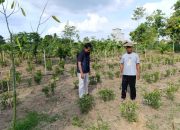 Kanit Intel Polsek Belitang II Laksanakan Pengecekan Lahan Pekarangan Mendukung Ketahanan Pangan