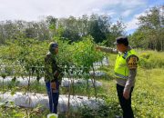 Kapolsek Semendawai Suku III Dukung Ketahanan Pangan dengan Pengecekan Tanaman Cabai