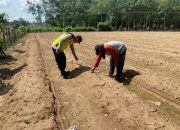 Pengecekan Lahan Ketahanan Pangan di Desa Darma Buana