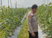 Polsek Semendawai Suku III Dukung Ketahanan Pangan dengan Pengecekan Tanaman Melon