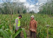 Ps KSPK III Polsek Belitang II Laksanakan Pengecekan Lahan Pekarangan Mendukung Ketahanan Pangan