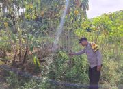 Pengecekan Lahan Ketahanan Pangan di Desa Karang Jaya