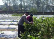 Pengecekan Ketahanan Pangan di Desa Sumber Harapan, OKU Timur