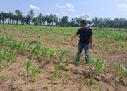 Kanit Reskrim Polsek Semendawai Suku III Lakukan Pengecekan Tanaman Jagung
