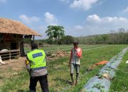Polsek Semendawai Suku III Lakukan Pemantauan Tanaman Semangka