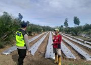 Pengecekan Tanaman Cabai di Wilayah Hukum Polsek Semendawai Suku III