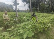 Bhabinkamtibmas Polsek Belitang II Laksanakan Pengecekan Lahan Pekarangan