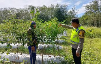 Pengecekan Tanaman Cabai dalam Rangka Mendukung Ketahanan Pangan Nasional