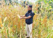 Polsek Belitang II Lakukan Pengecekan Tanaman Jagung di Desa Sumber Jaya