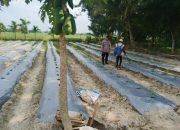 Pengecekan Lahan dan Tanaman Ketahanan Pangan di Desa Tanjung Kemuning
