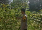 Anggota Polsek Semendawai Suku III Lakukan Pengecekan Tanaman Singkong