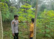 Polsek Semendawai Suku III Lakukan Pengecekan Tanaman Singkong